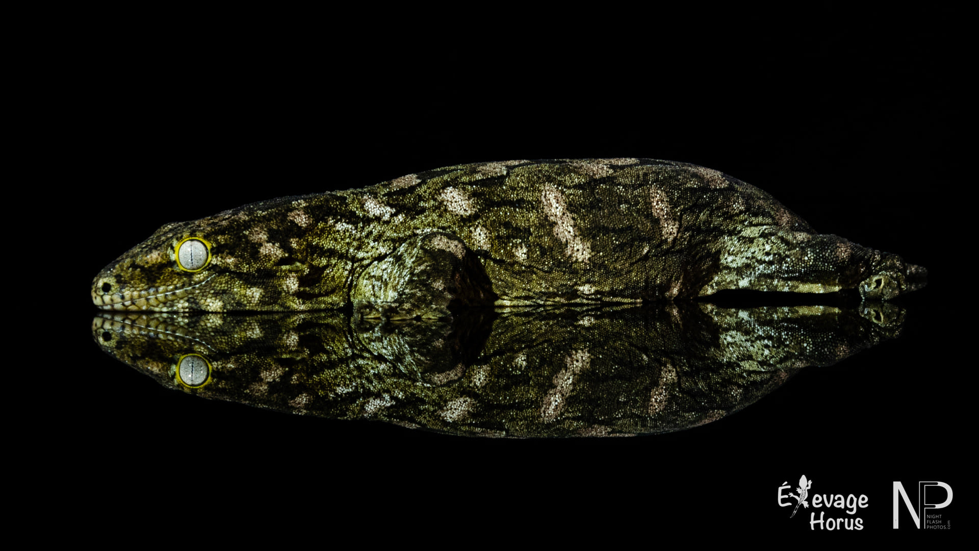 Nos lézards disponibles