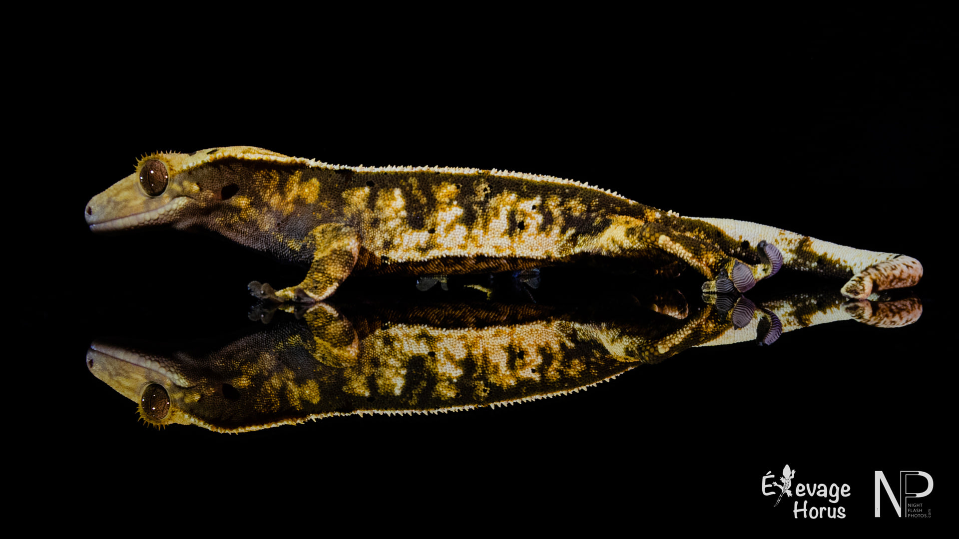 Nos lézards disponibles