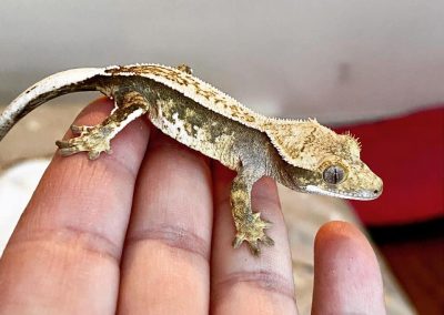 Pandora – Holdback