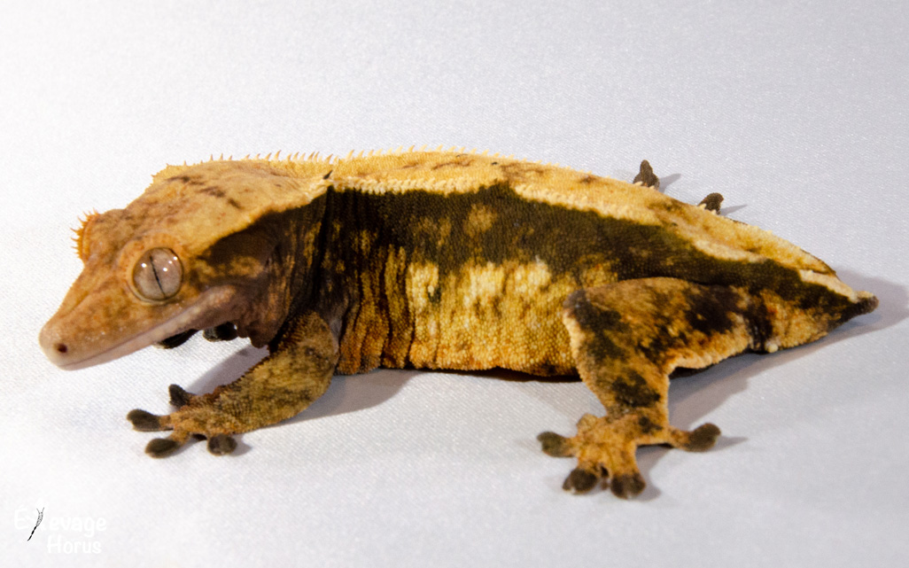 Nos lézards disponibles