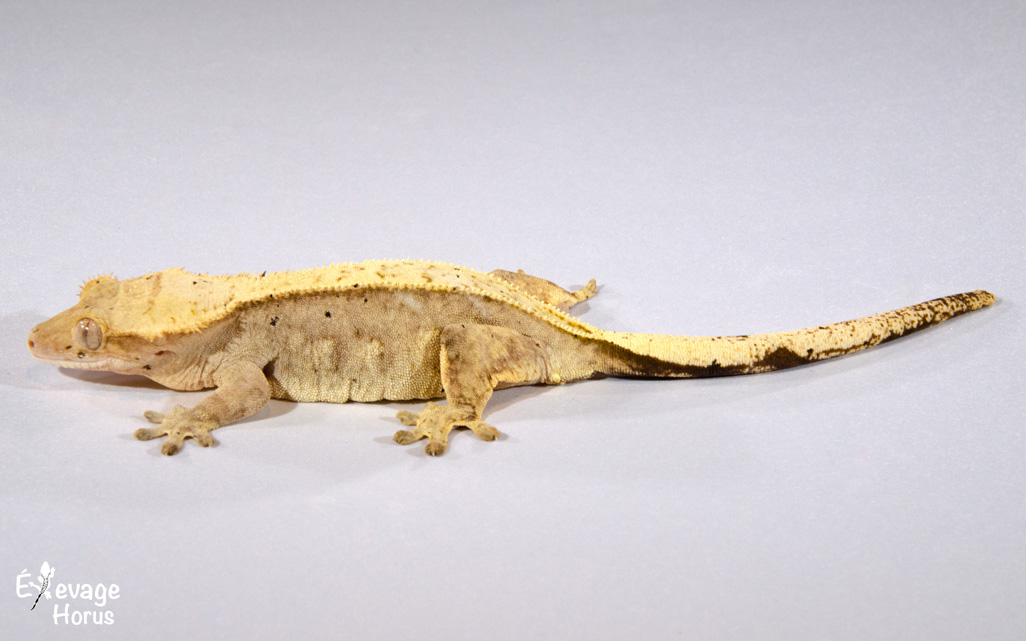 Nos lézards disponibles