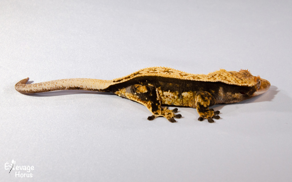 Nos lézards disponibles