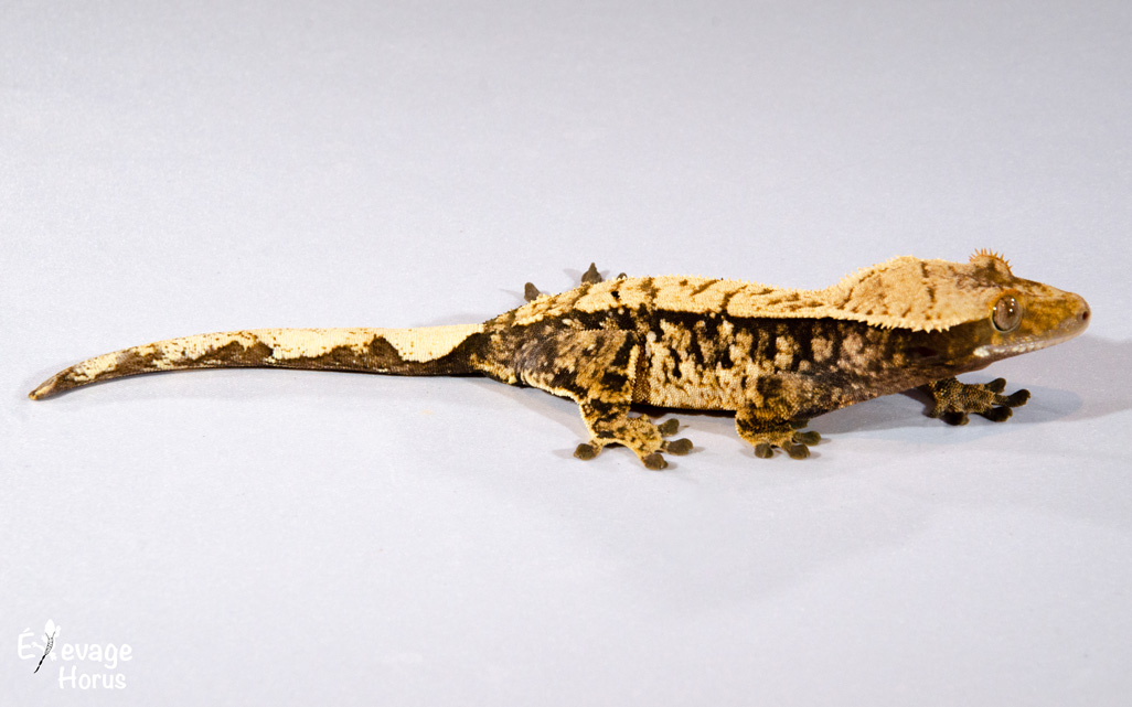 Nos lézards disponibles