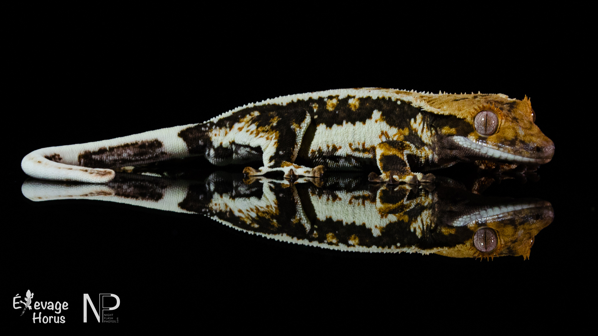 Nos lézards disponibles