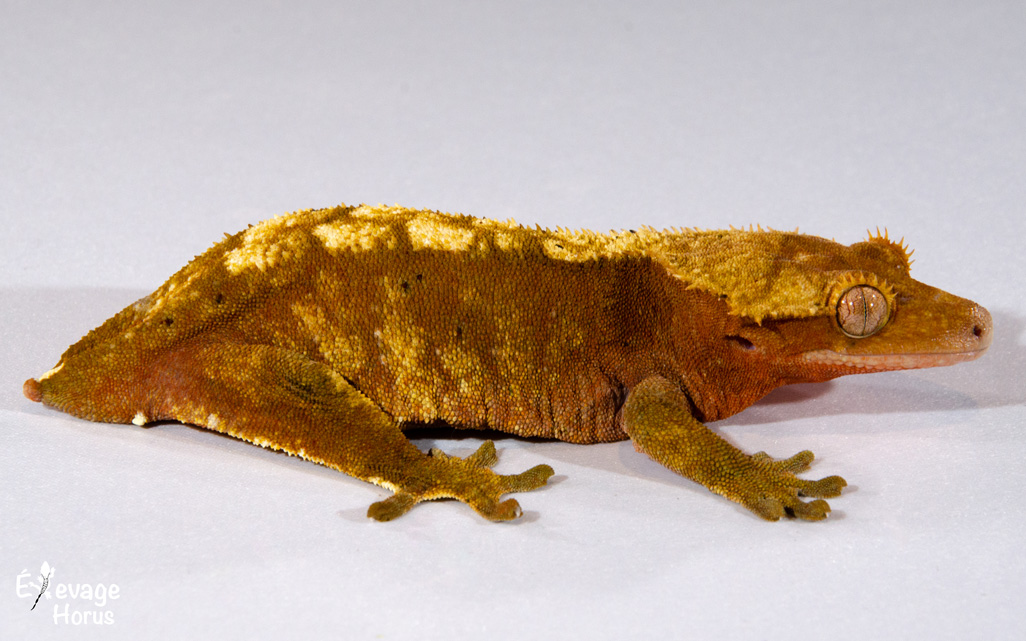 Nos lézards disponibles