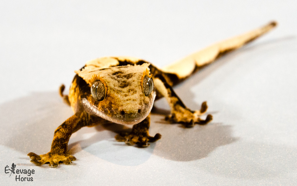 Nos lézards disponibles